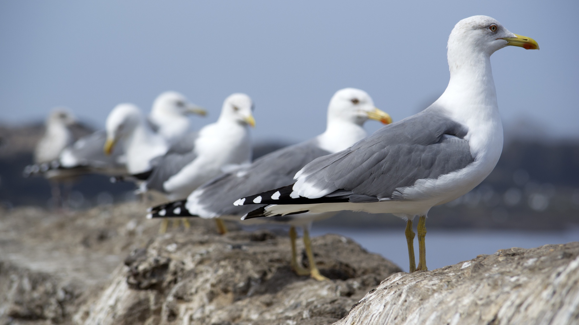 Много морских чаек сидит на камнях 