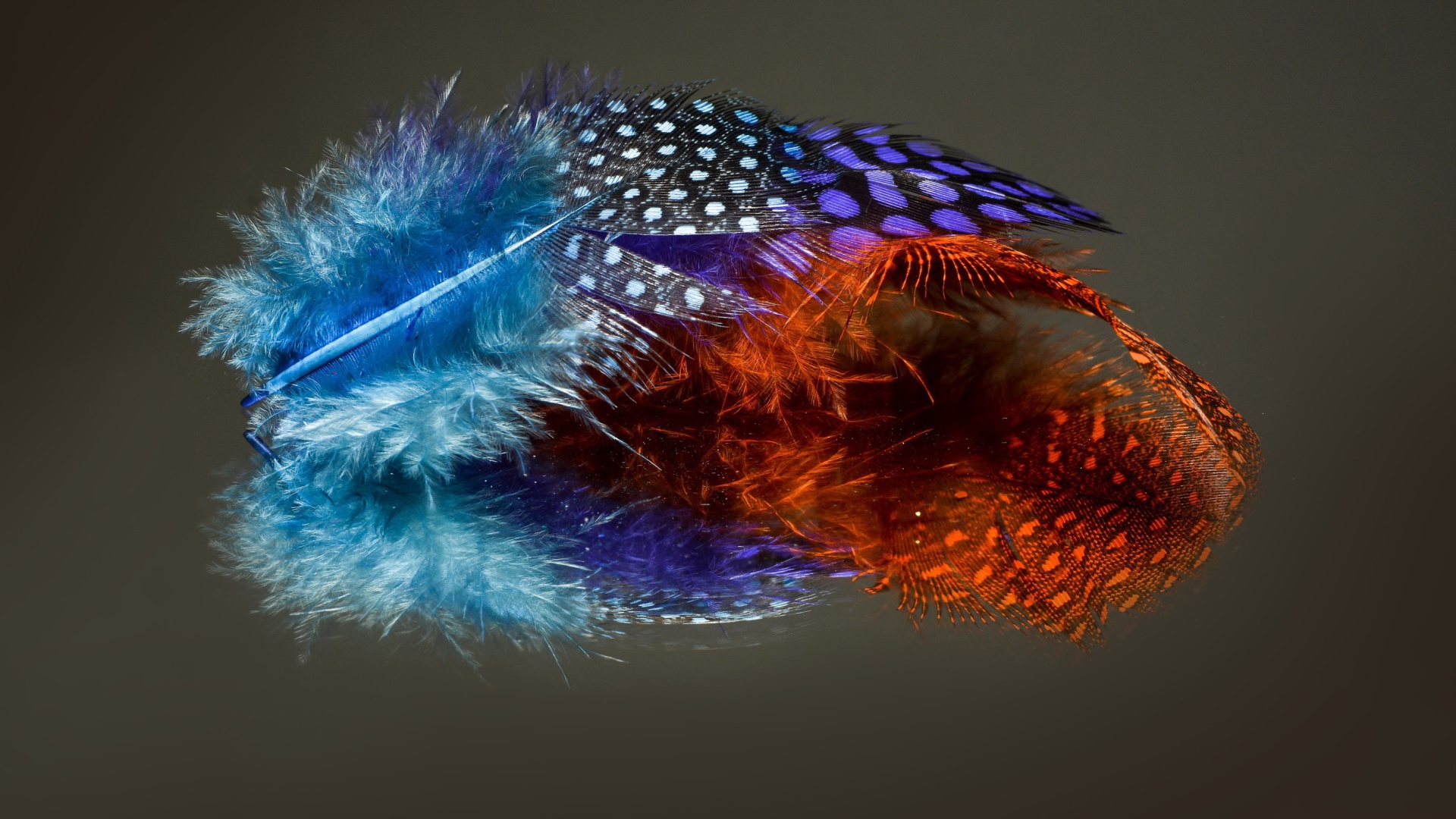 Разноцветные перья на сером фоне