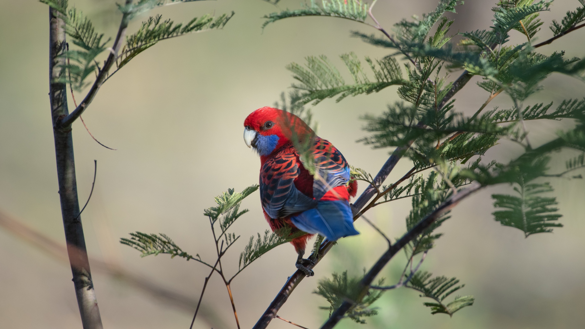 Попугай Красная розелла на ветке дерева