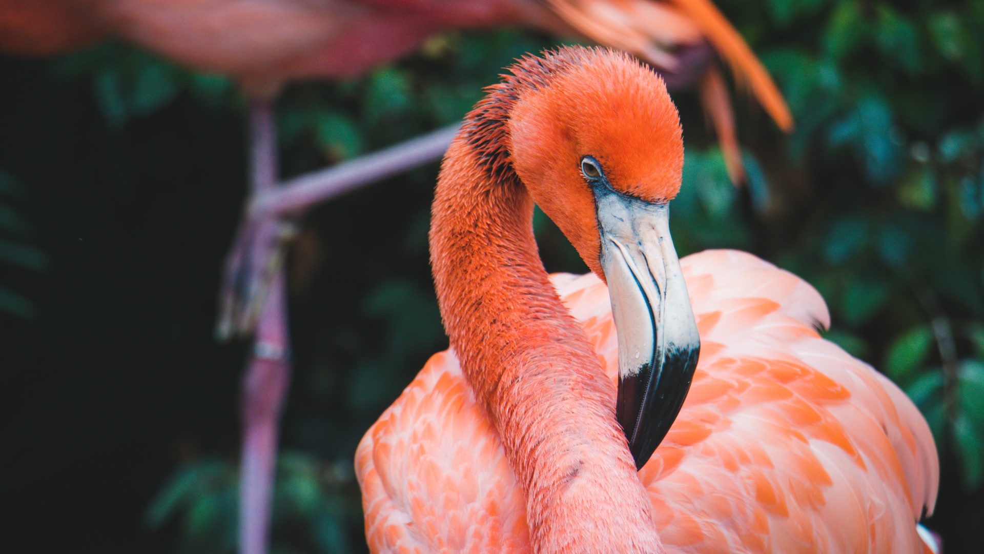 Розовый фламинго с длинным клювом крупным планом