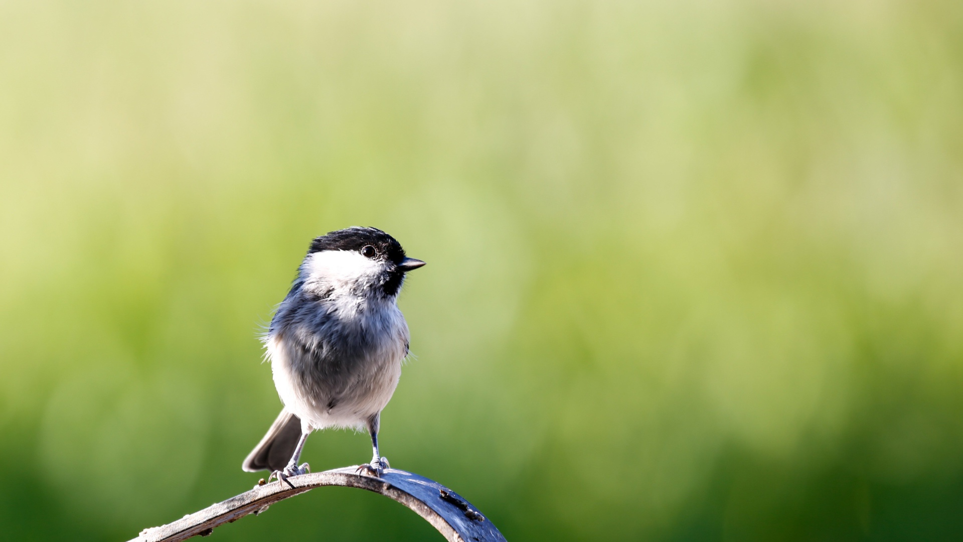 Маленькая птичка крупным планом