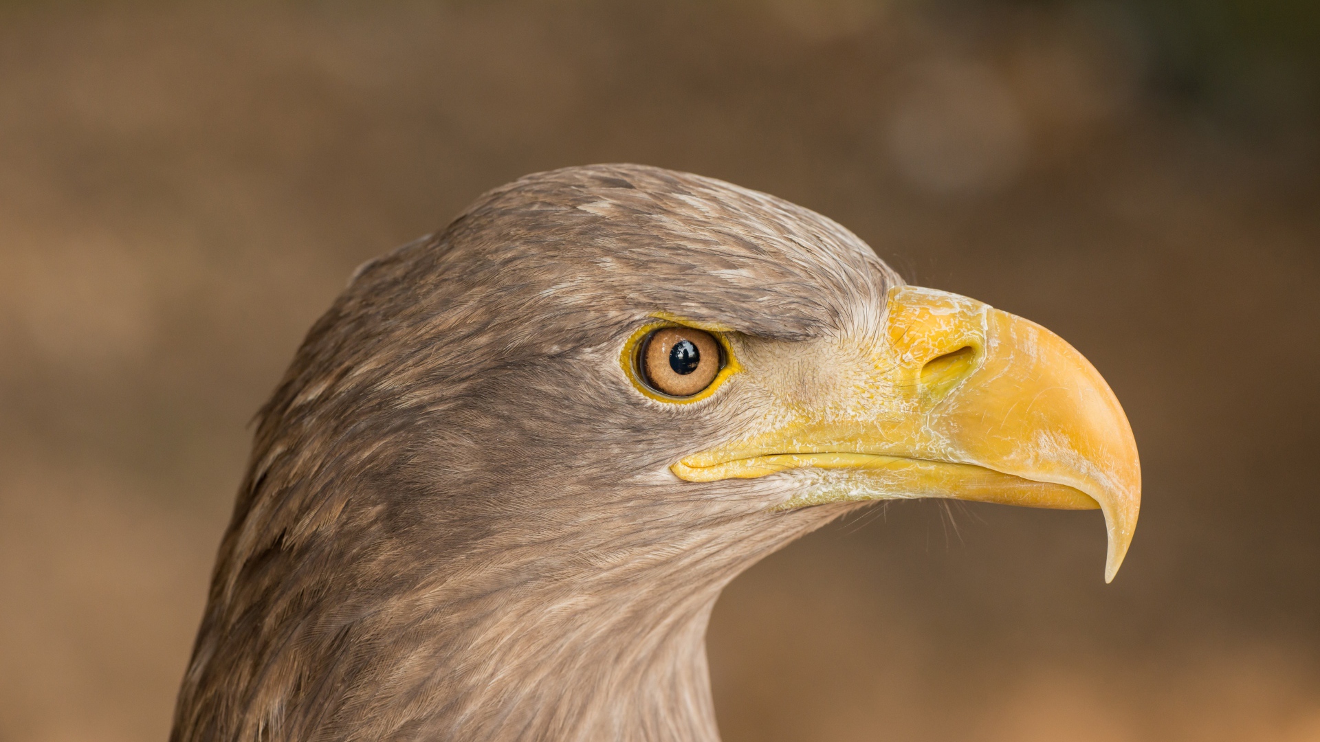 Острый клюв хищной птицы 
