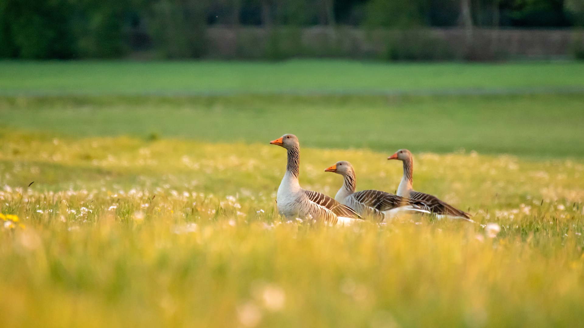 Три гусыни на зеленой траве