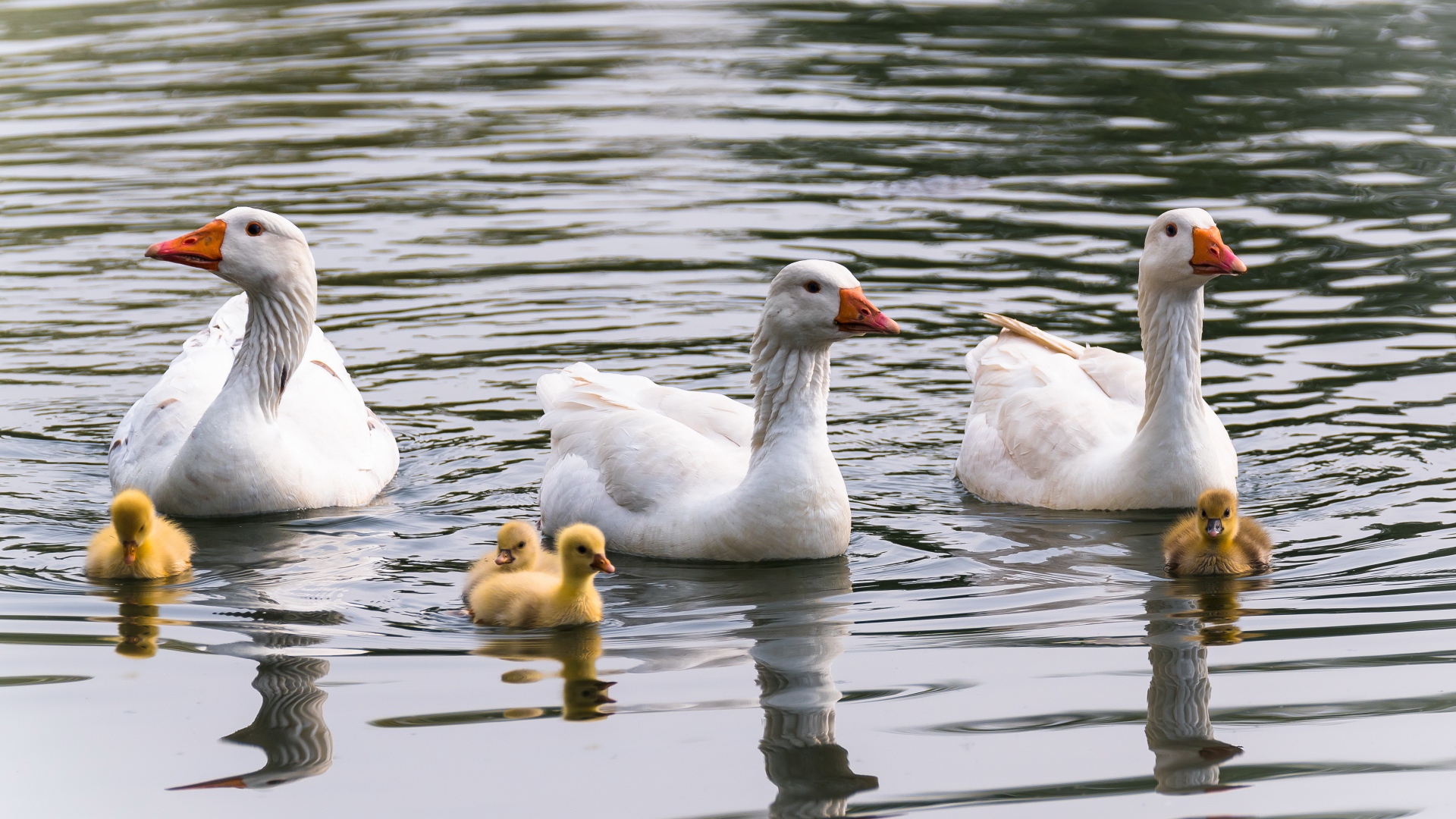 Three white geese with little chicks in the water