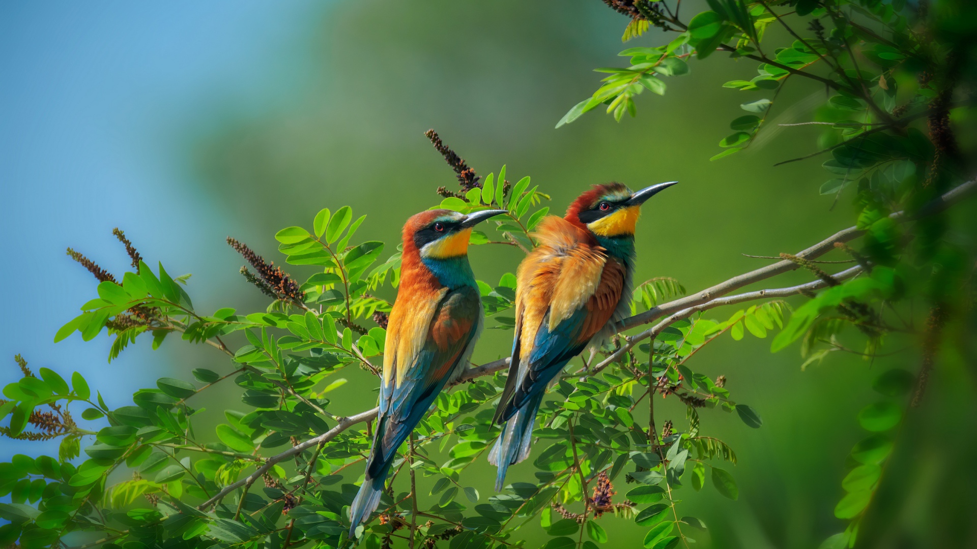 Two golden bee-eater sit on a tree branch