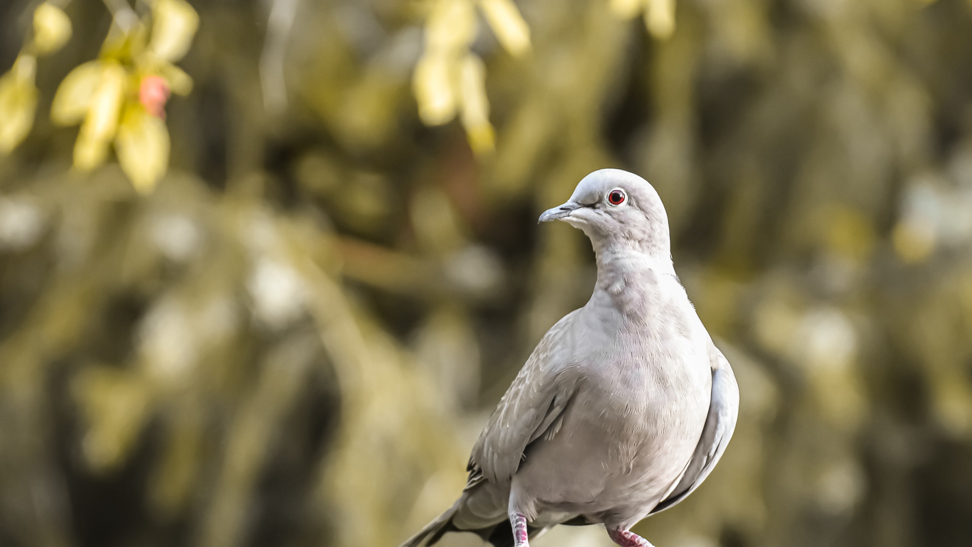 Дикая горлица крупным планом 