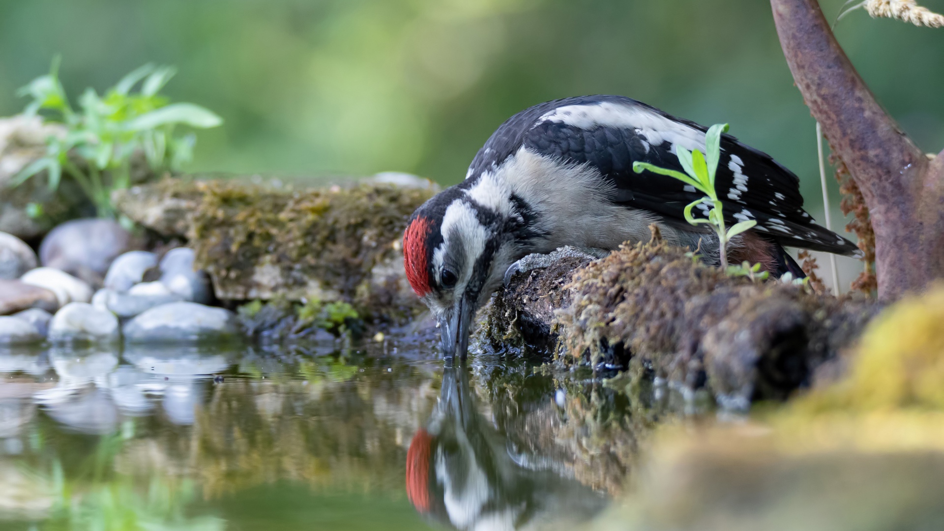 Дятел пьет воду из пруда