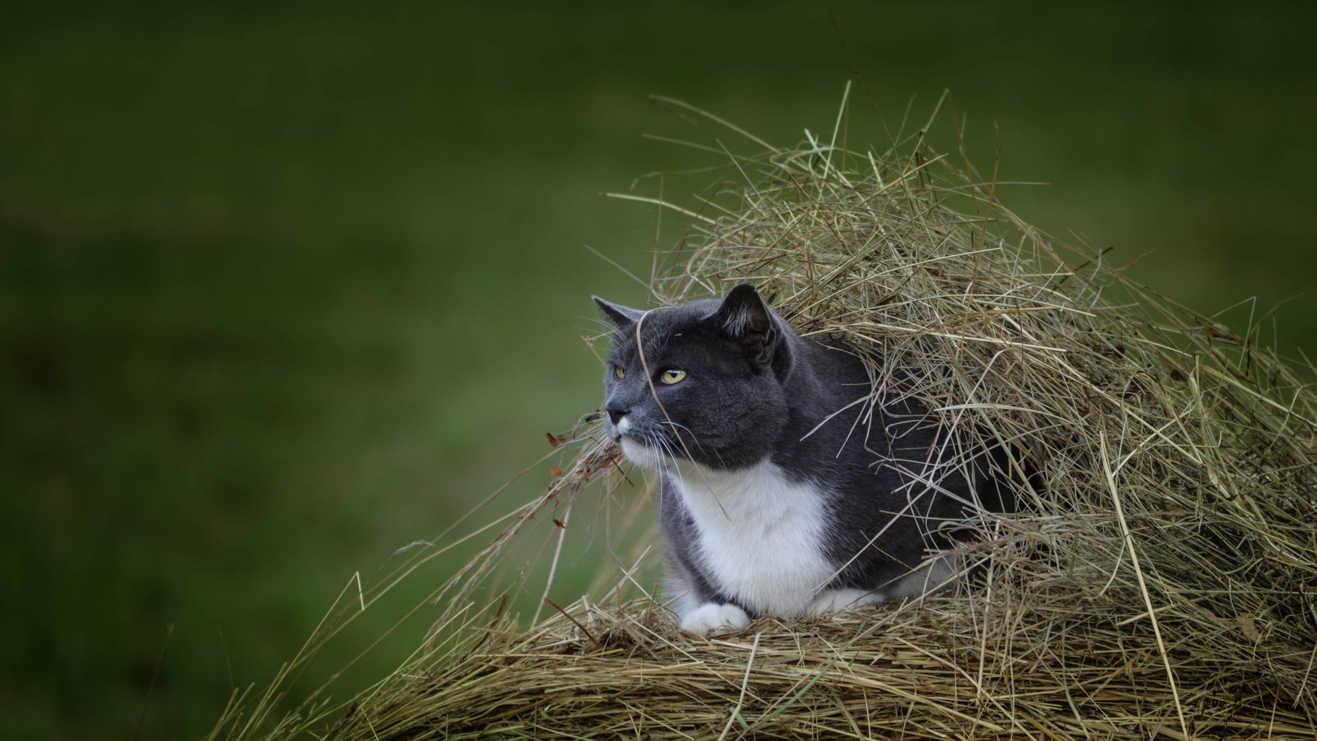 Кот сидит в куче сена на поле