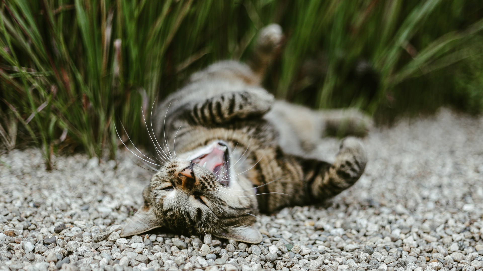 Серый зевающий кот лежит на гальке в саду