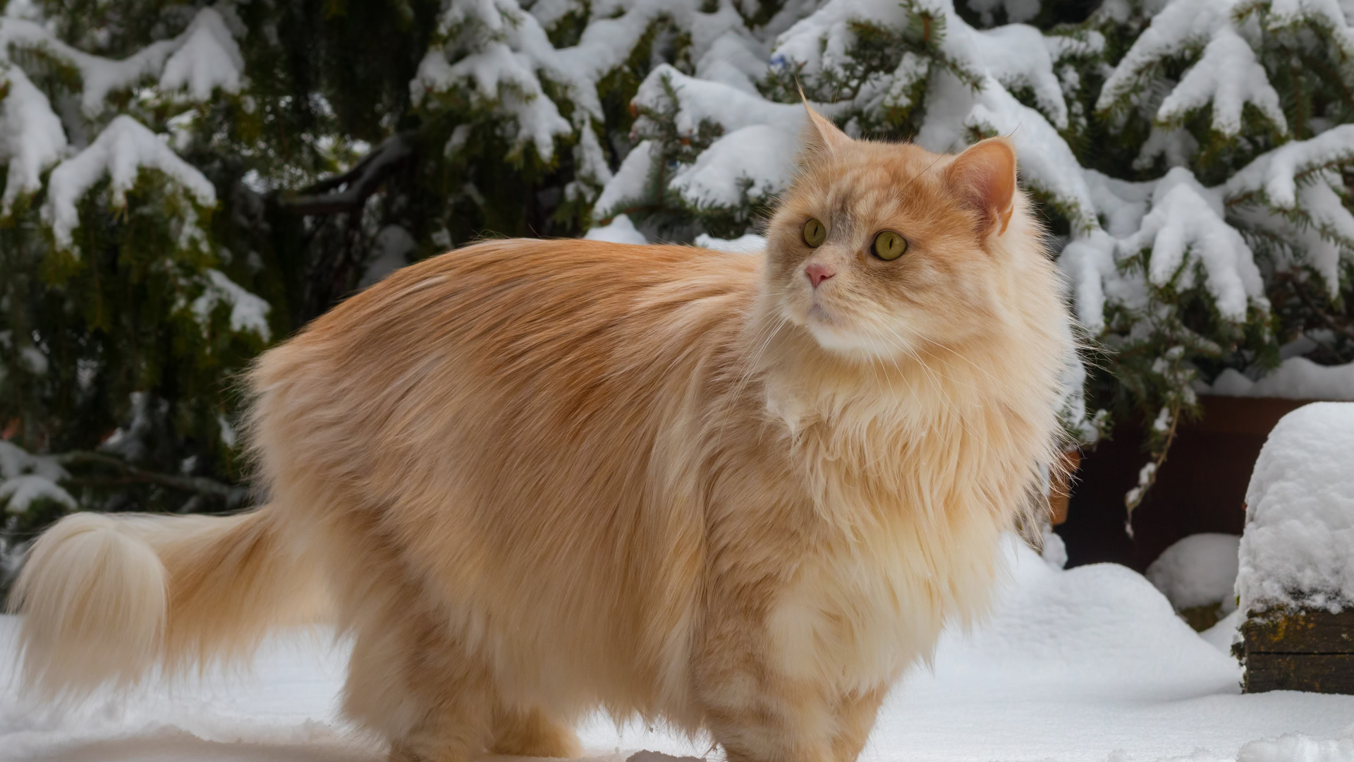 Красивый пушистый рыжий кот у заснеженной ели