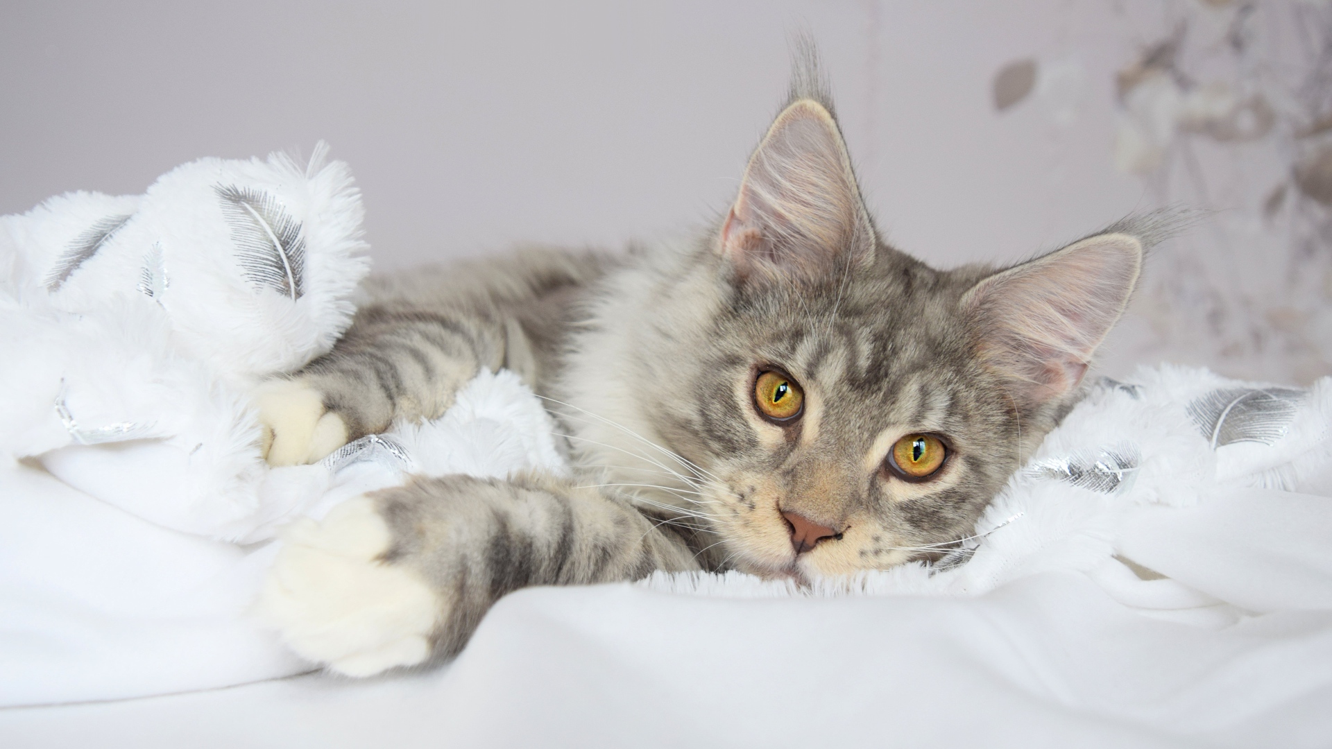 Красивый серый кот породы мейн кун лежит на кровати 