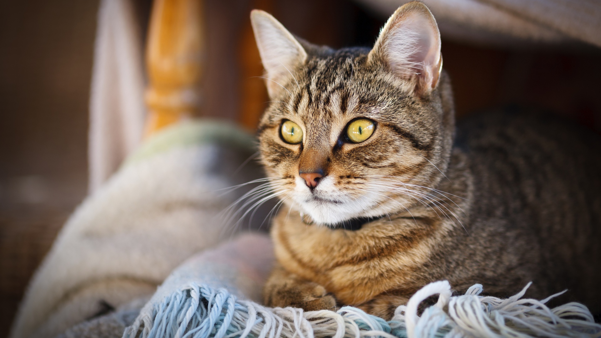 Красивый серый кот с желтыми глазами лежит на одеяле