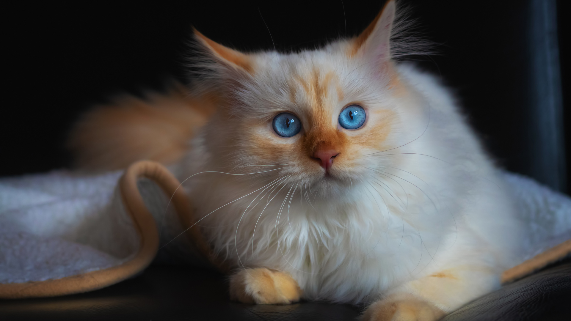 Красивый породистый голубоглазый кот лежит на диване