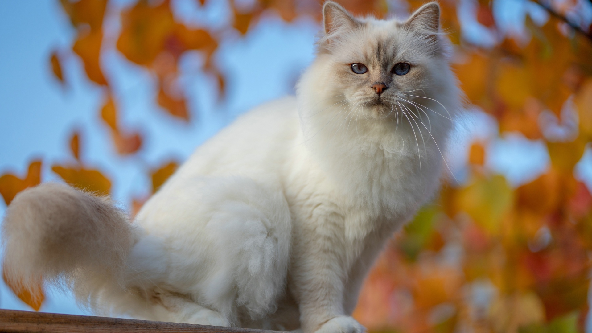 Красивая породистая белая голубоглазая кошка