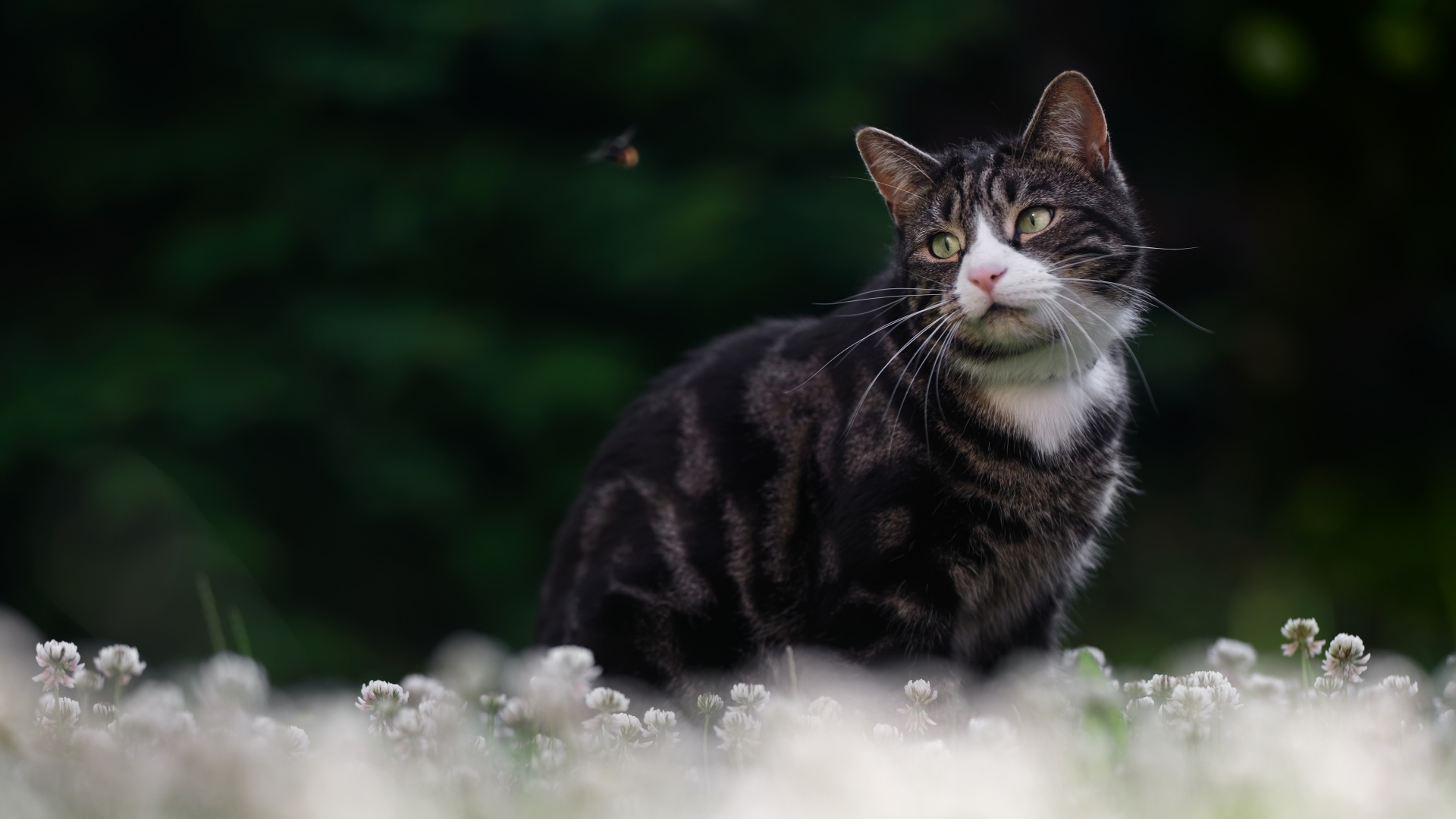 Красивый полосатый кот сидит в белых цветах клевера