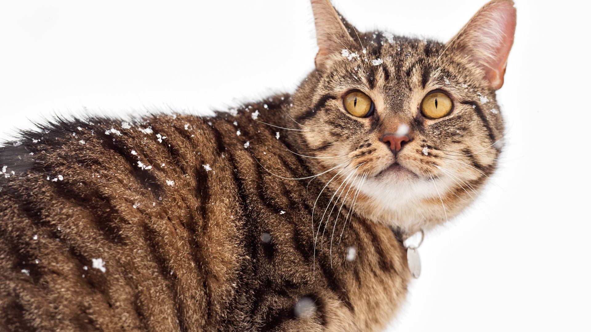 Большой серый кот на улице зимой