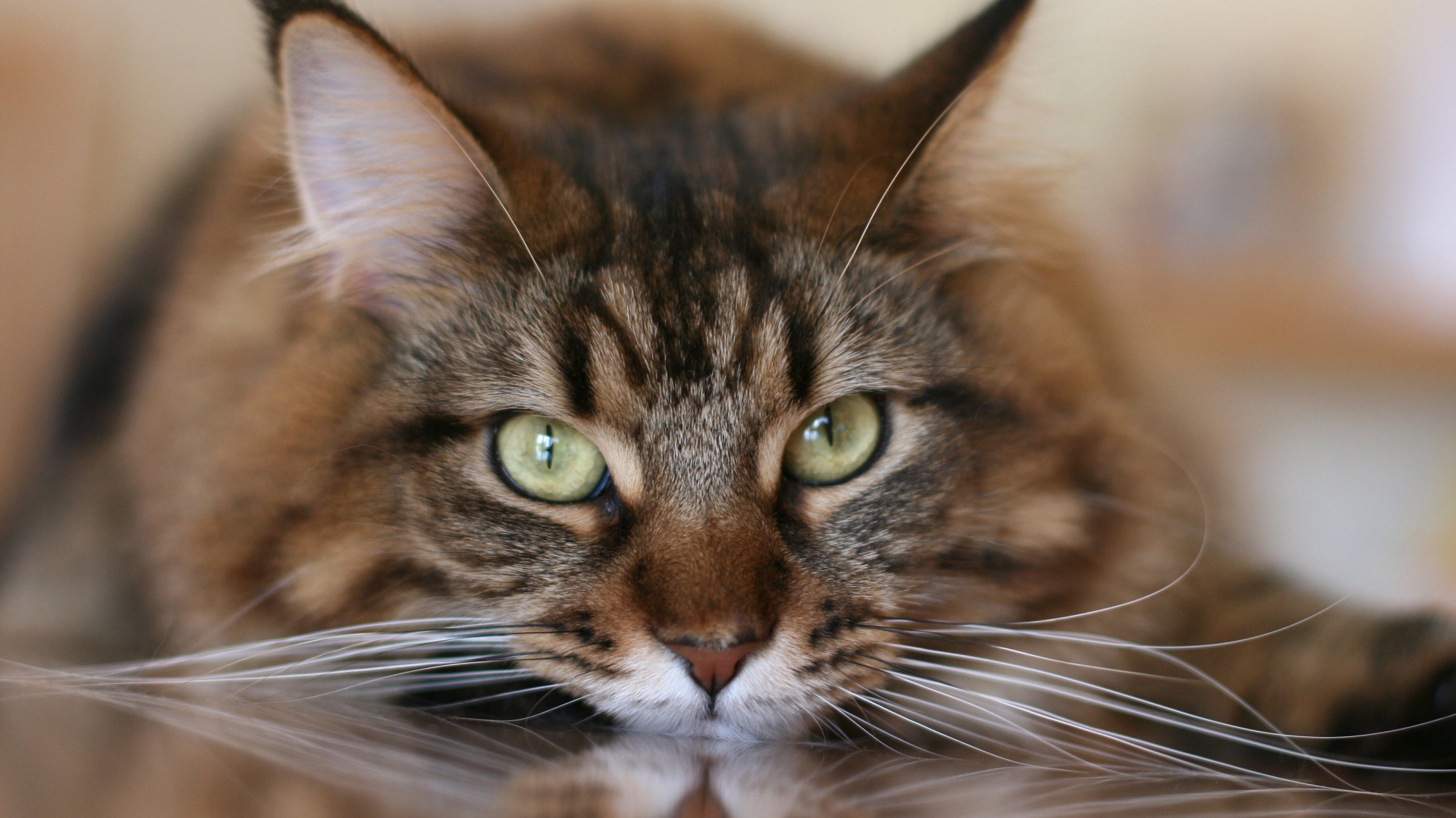 Большой серый кот с белыми усами крупным планом