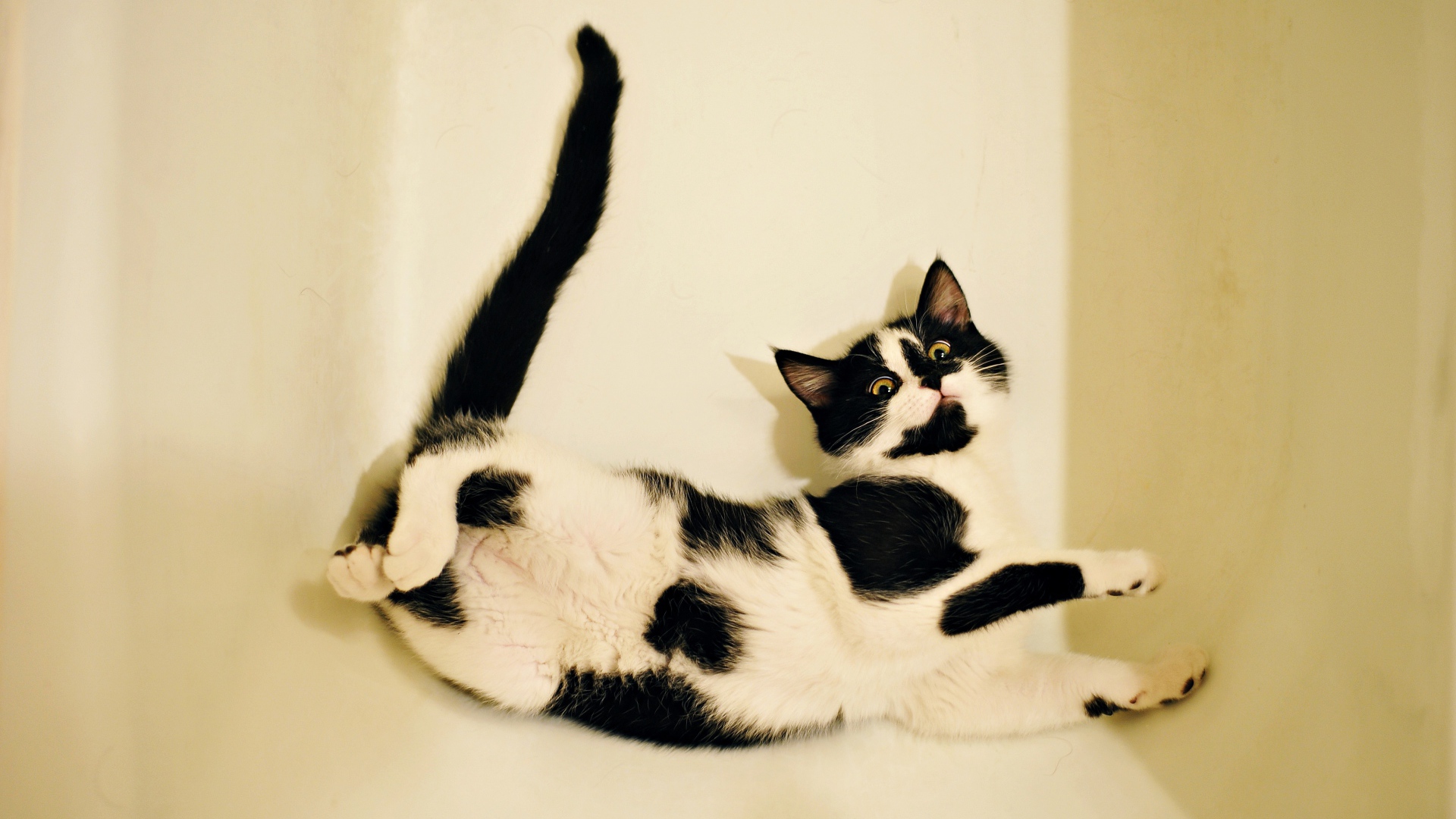 Черно - белый котенок лежит в белой ванной 