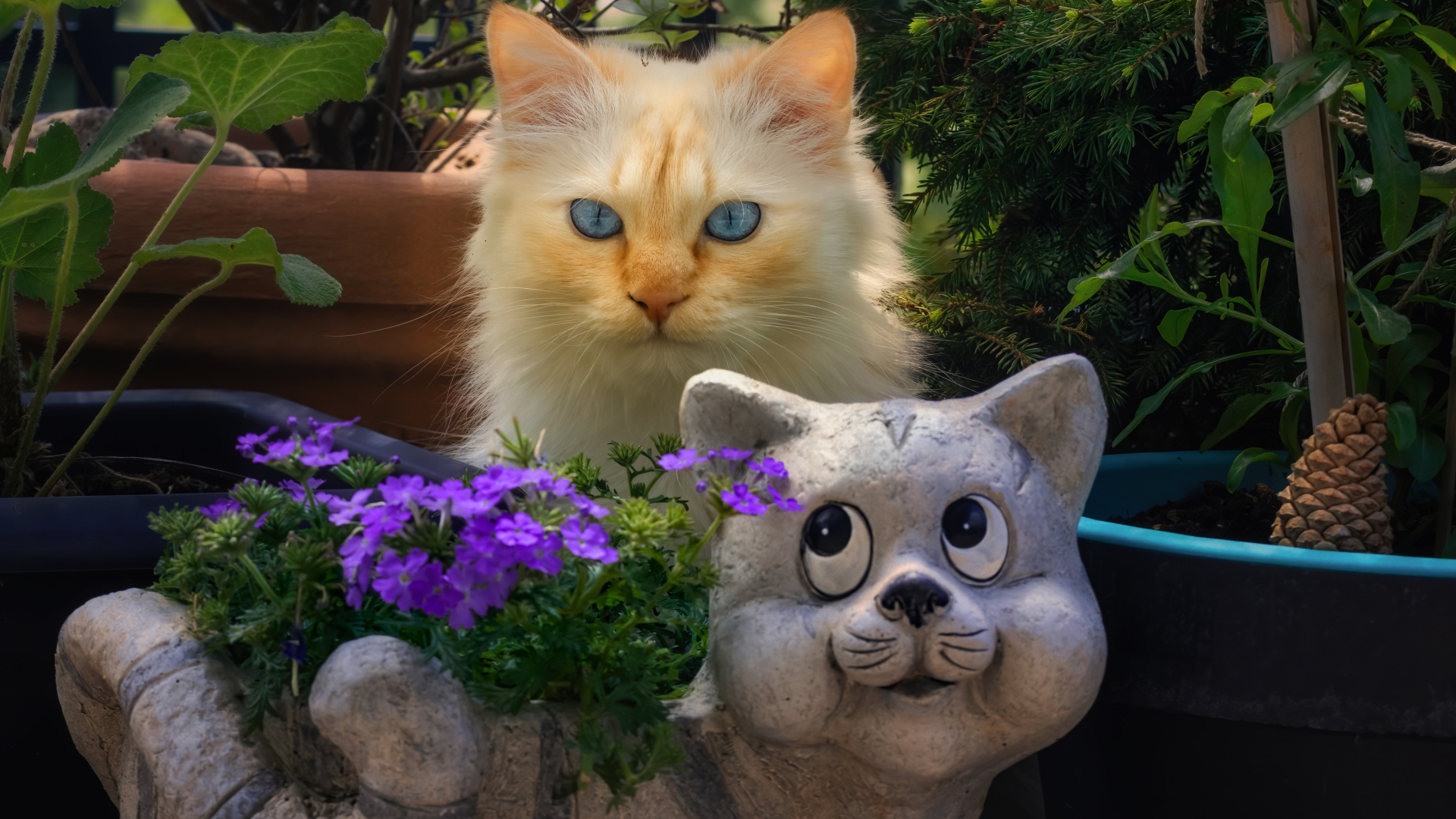 Голубоглазый рыжий кот прячется за садовой фигурой 