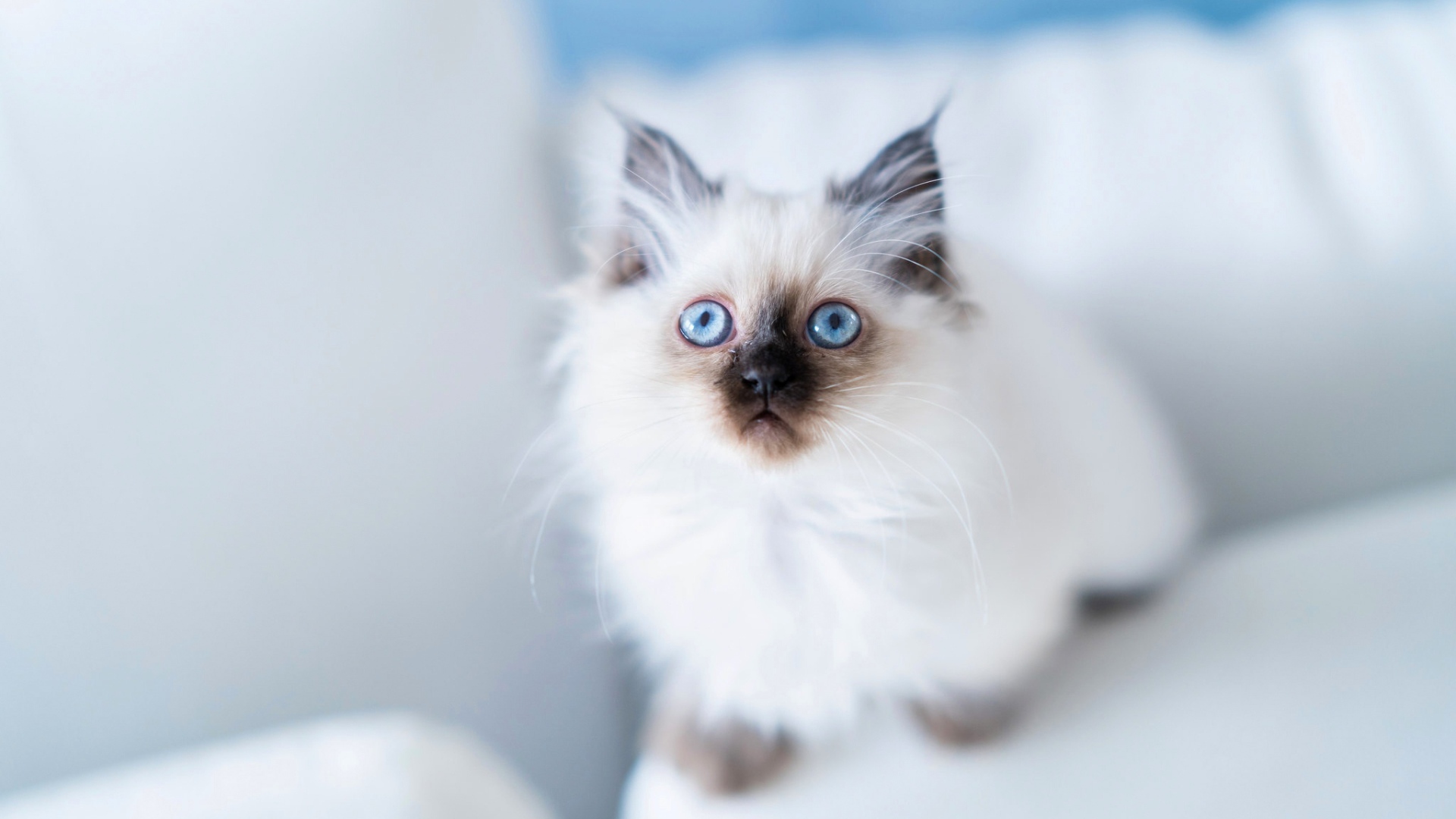 Голубоглазый породистый пушистый котенок