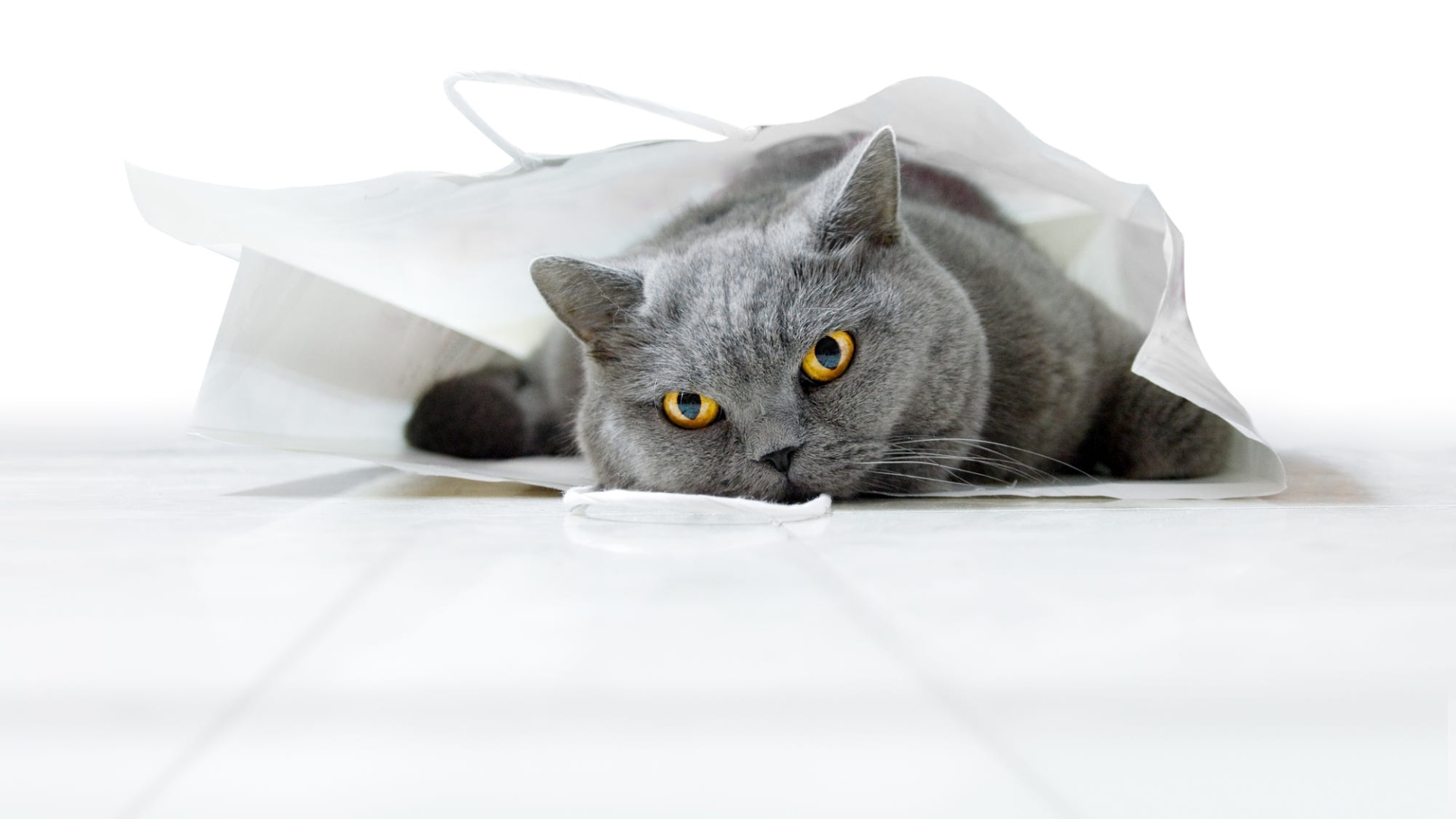 Британский кот лежит в белом пакете 