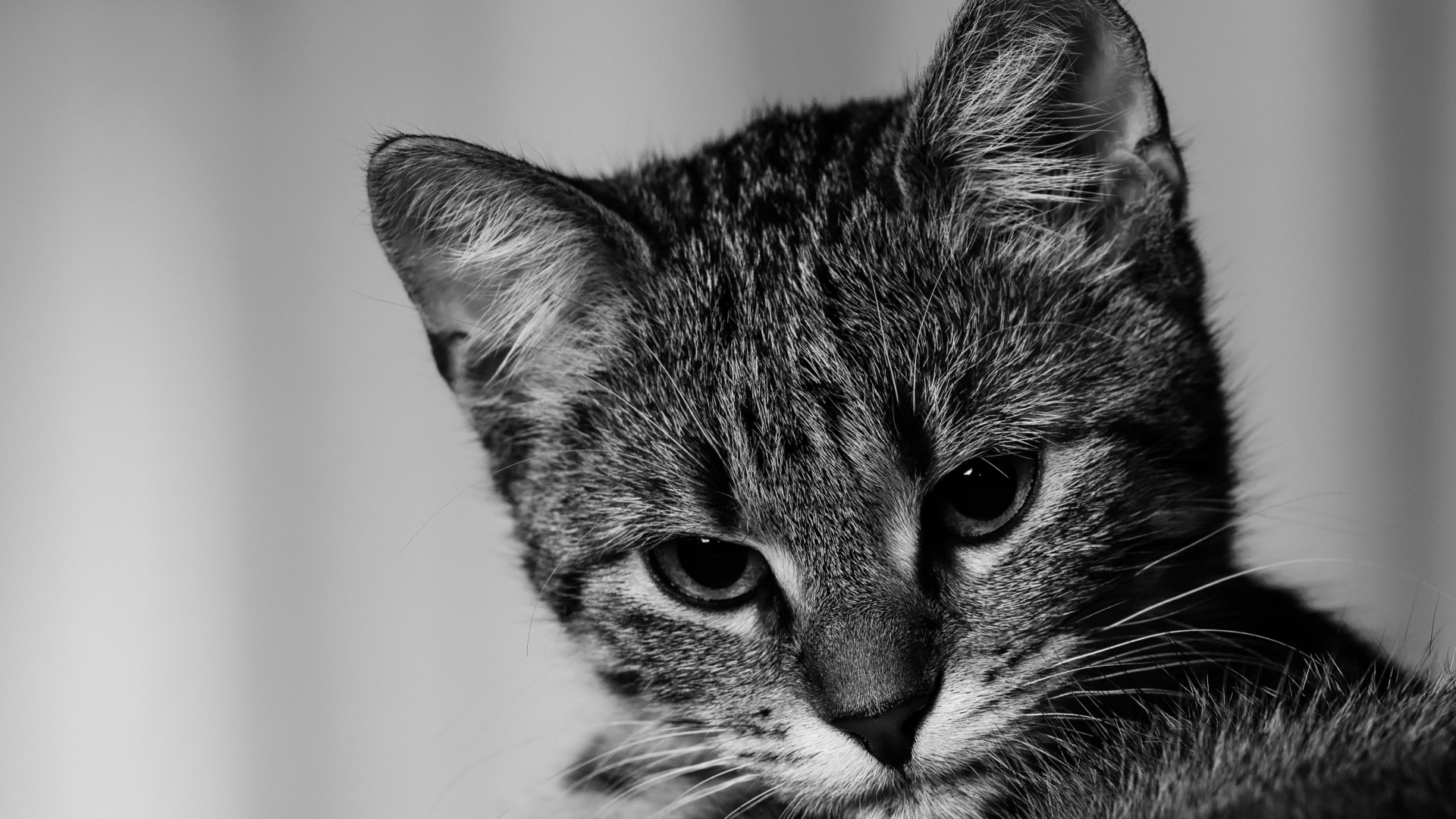 Морда серого котенка крупным планом