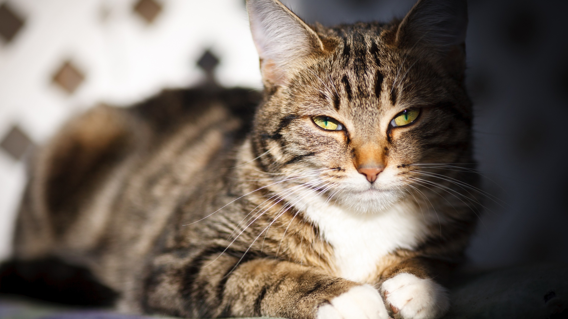 Довольный серый кот в лучах солнца