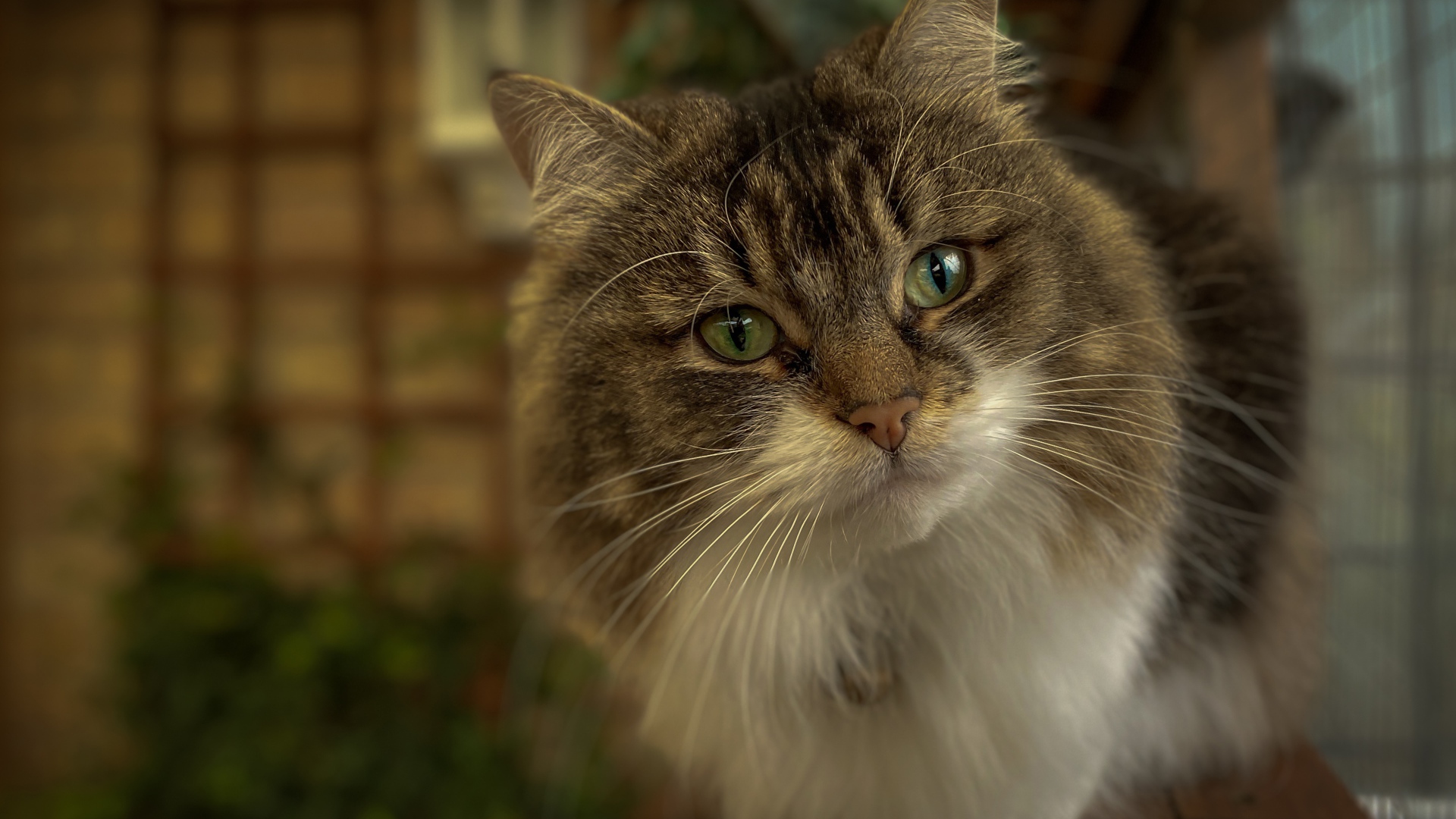 Любопытный пушистый зеленоглазый серый кот 