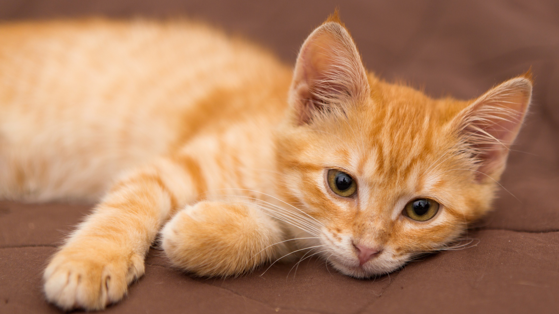 Милый маленький рыжий котенок лежит на диване 