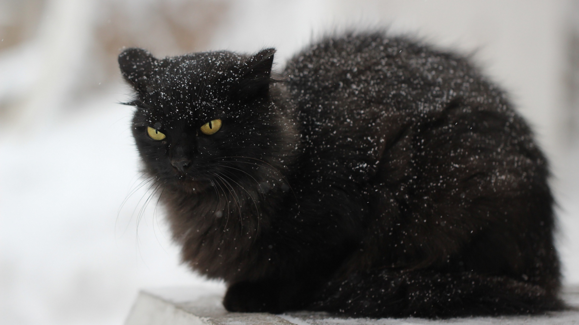 Недовольный черный кот в снегу на улице
