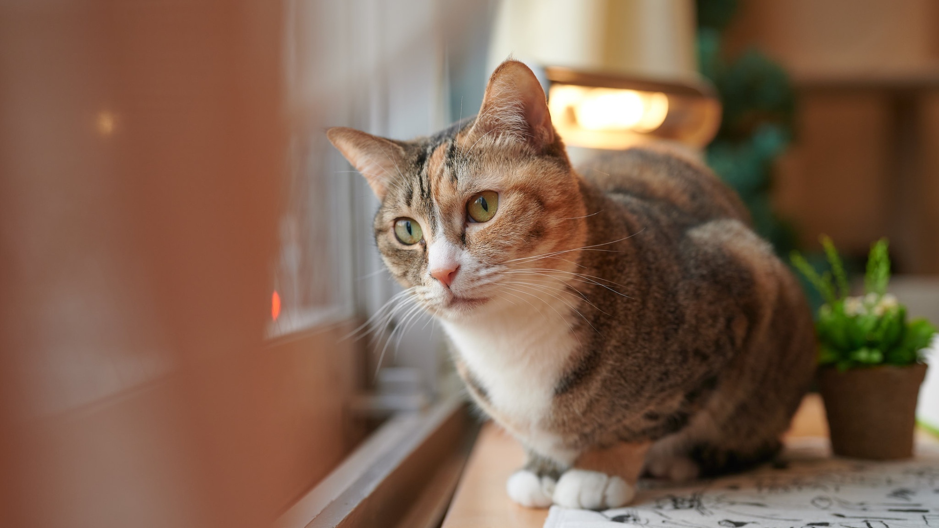 Domestic cat looks out the window