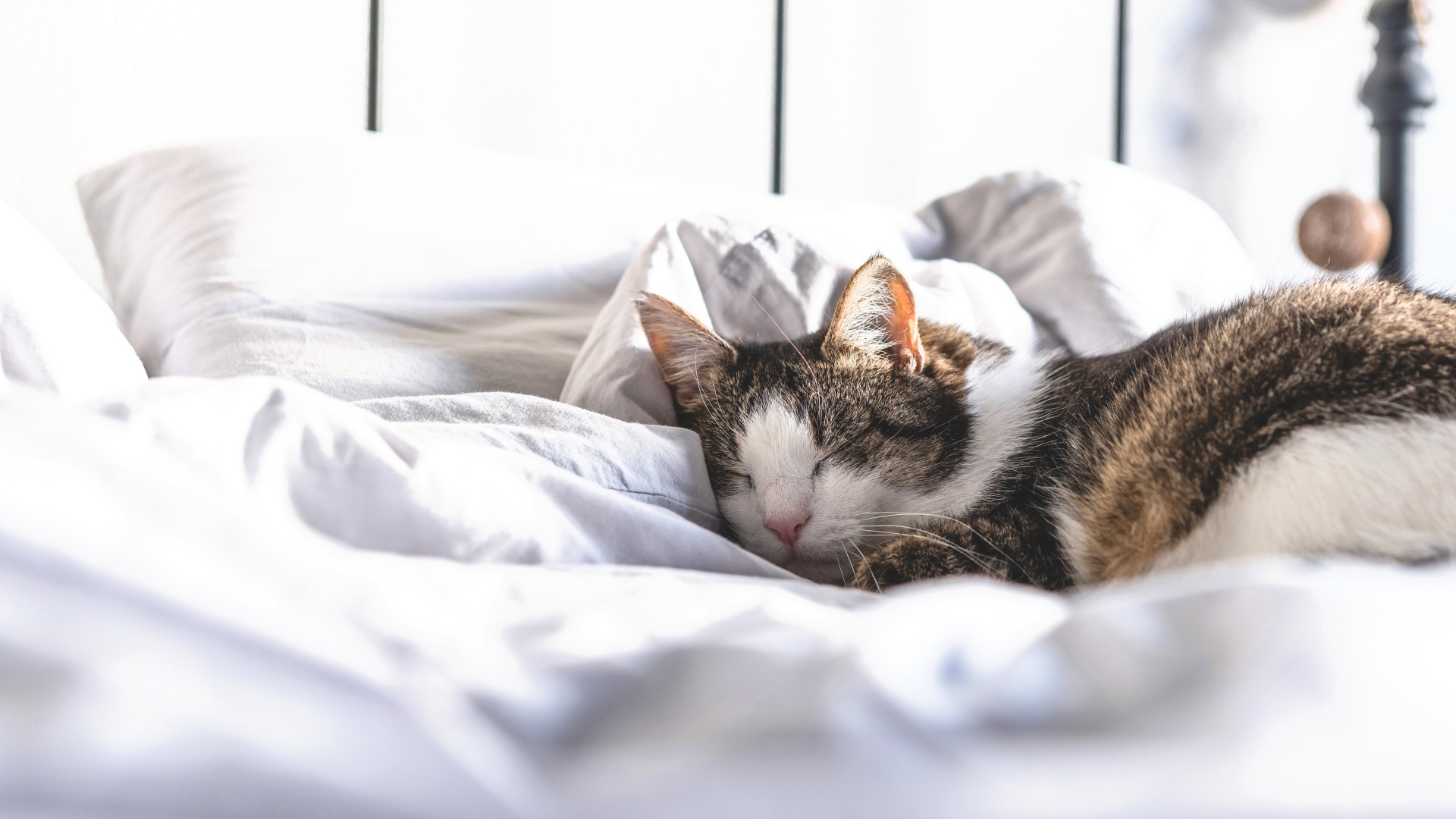Домашний кот спит на белой постели