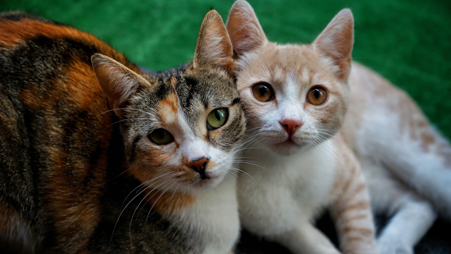 Влюбленные кошка и кот лежат на полу 