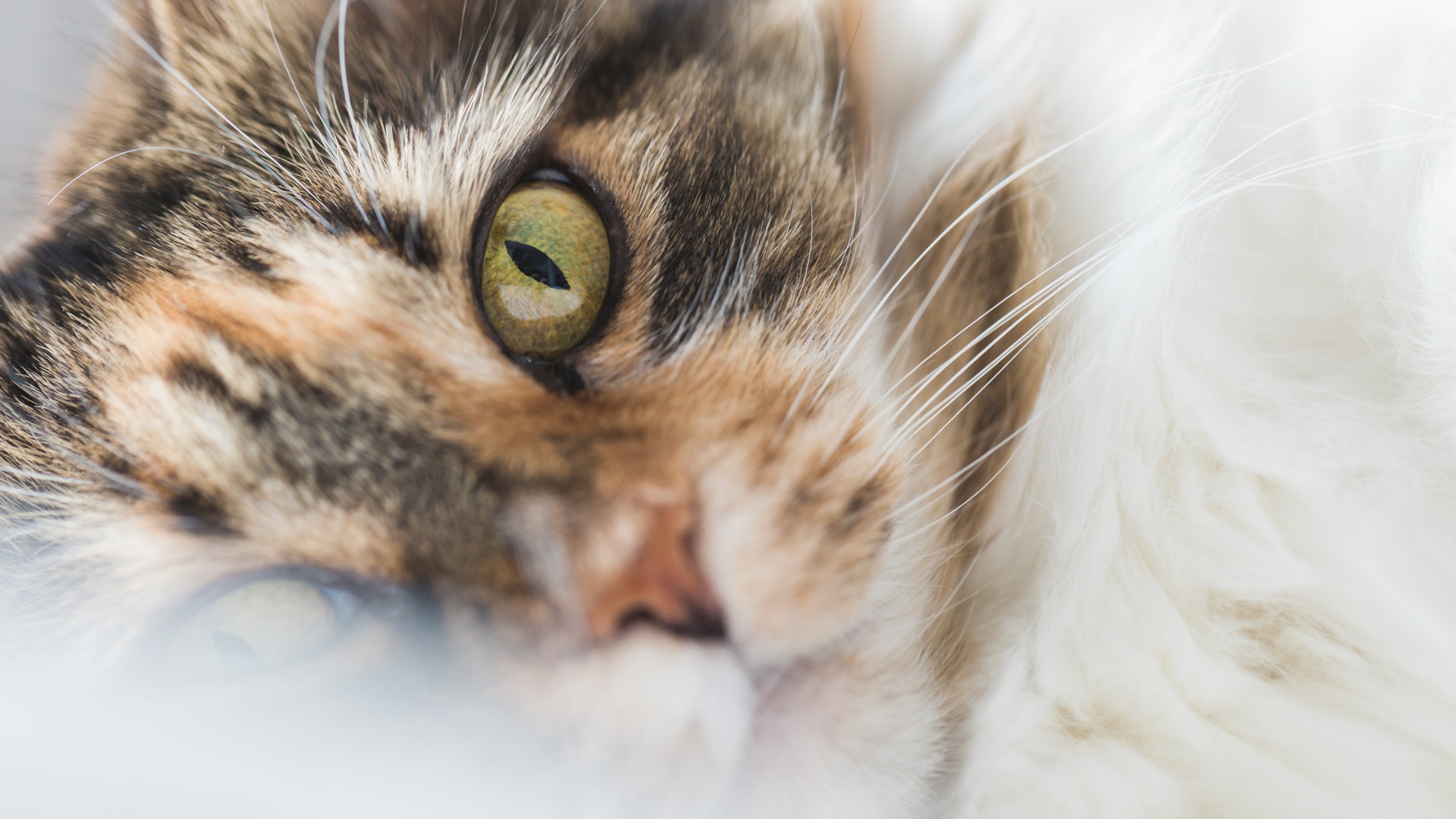 Морда зеленоглазой домашней кошки