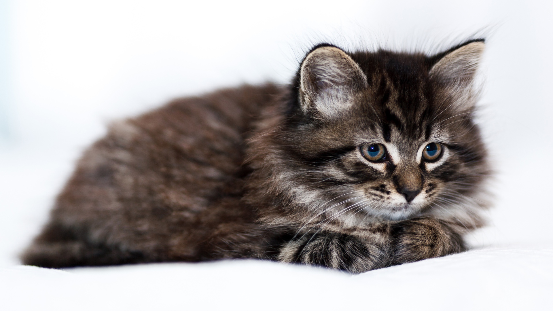 Пушистый серый котенок мейн куна на белом фоне