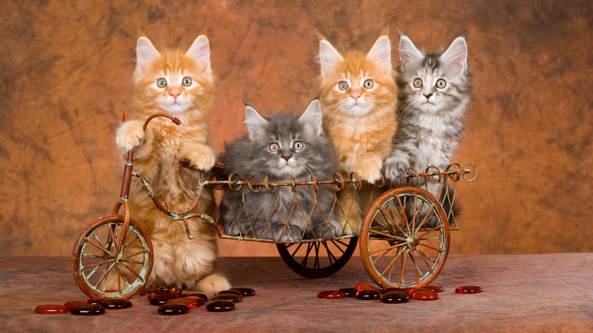 Забавные котята породы мейн кун в игрушечном велосипеде 