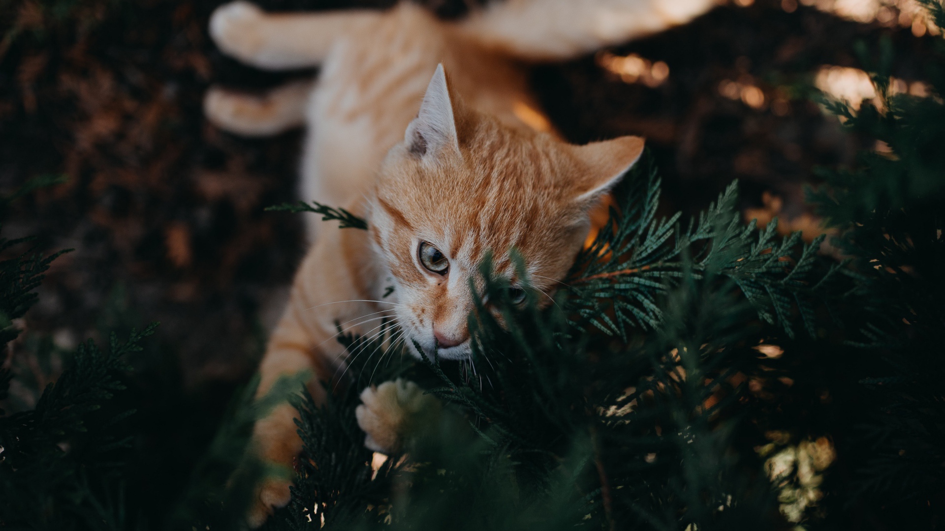 Funny ginger cat with green branches