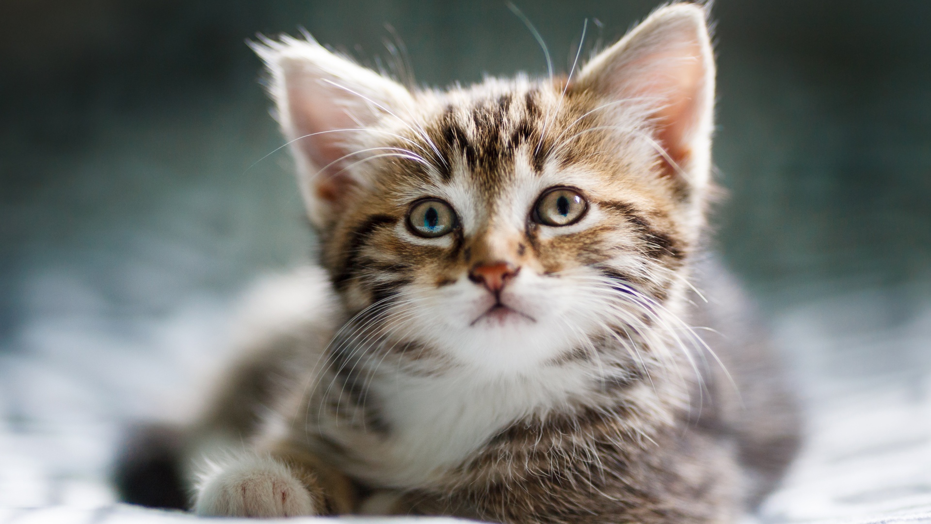 Забавный серый котенок лежит на кровати 