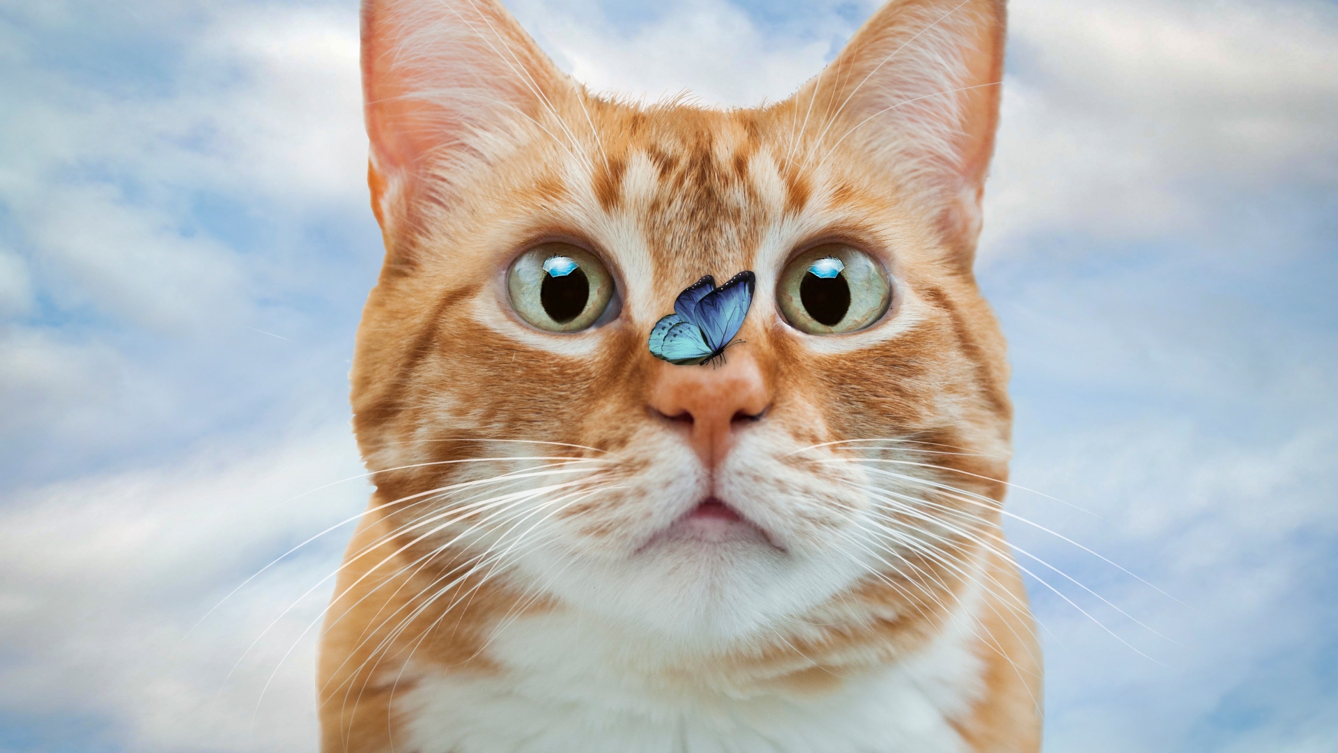 Смешной рыжий кот с голубой бабочкой на носу