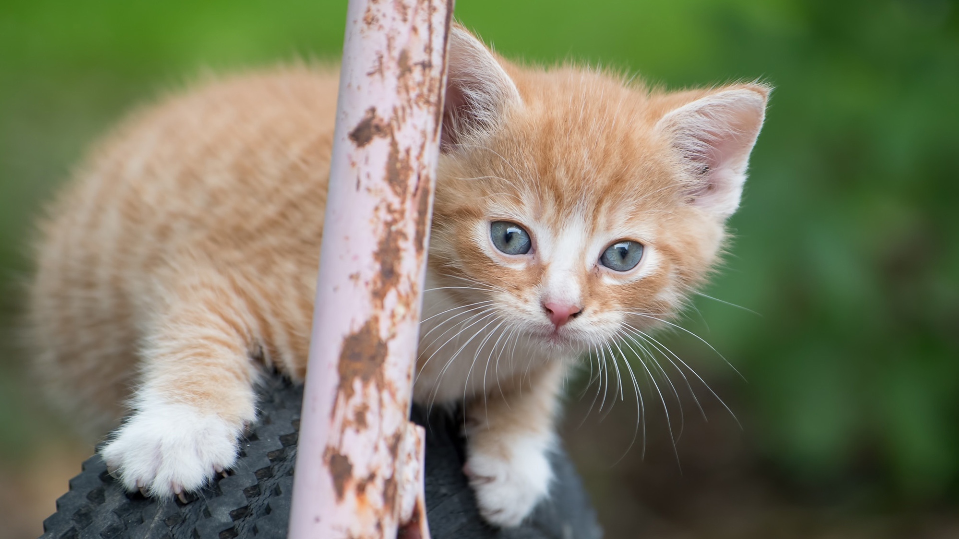 Рыжик котенок сидит на колесе