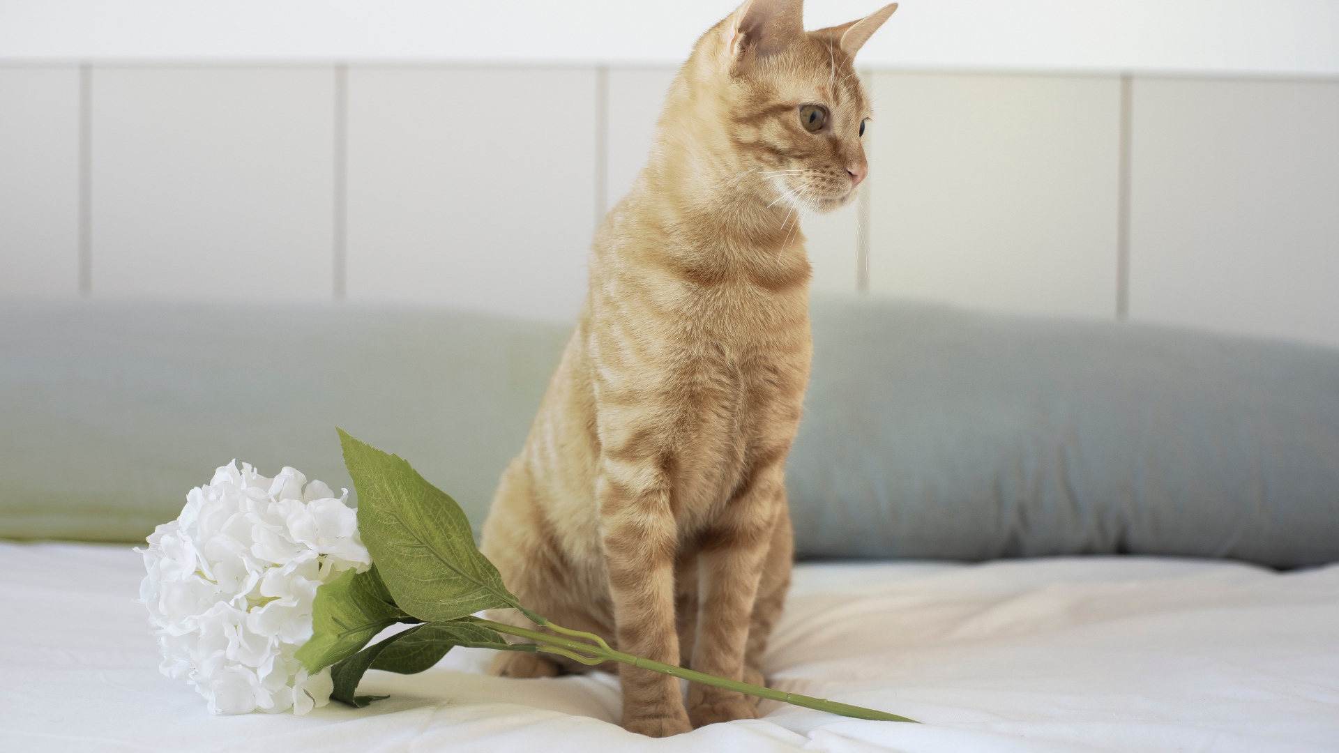 Рыжий котенок с цветком на кровати 