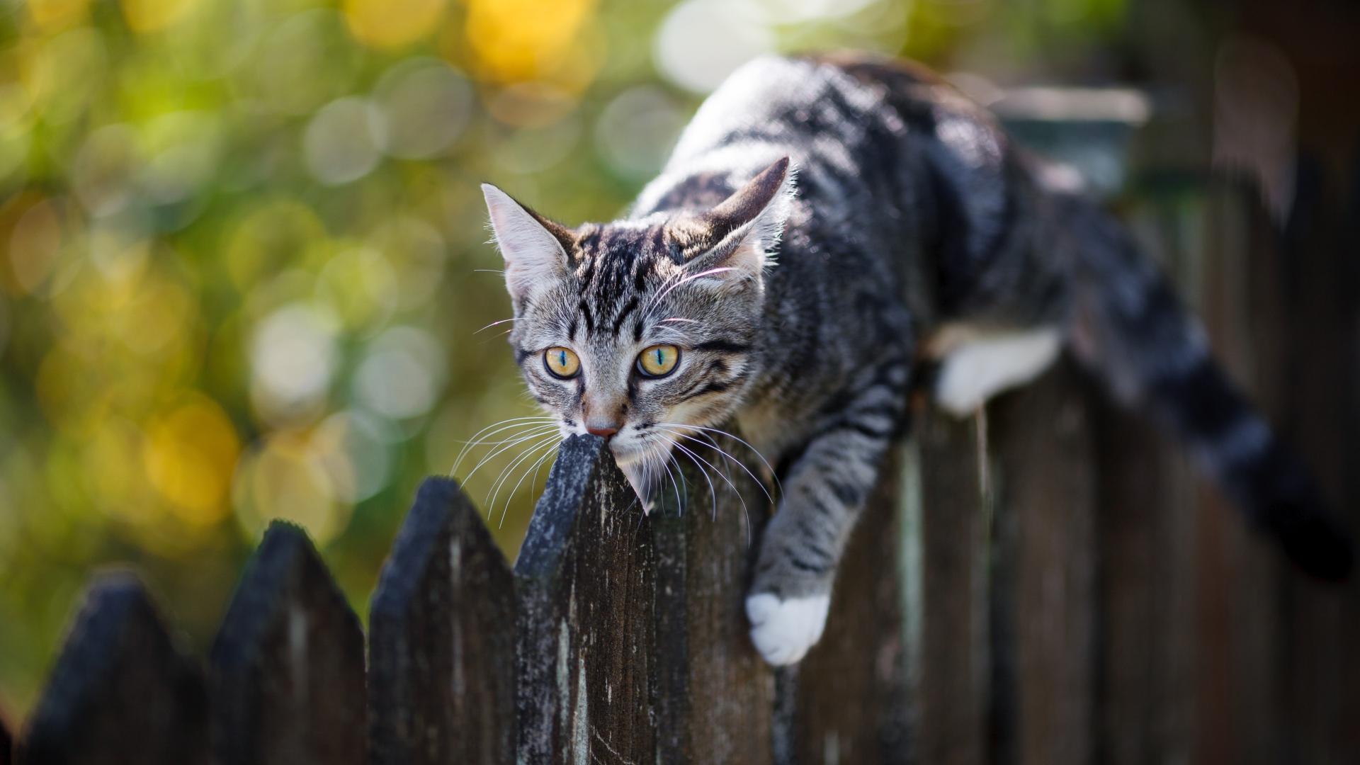 Серый кот лежит на деревянном заборе 