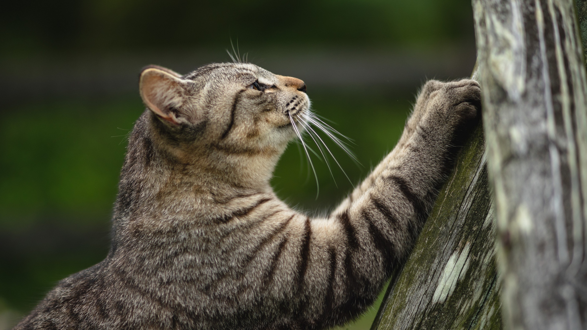 Серый кот точит когти об дерево 