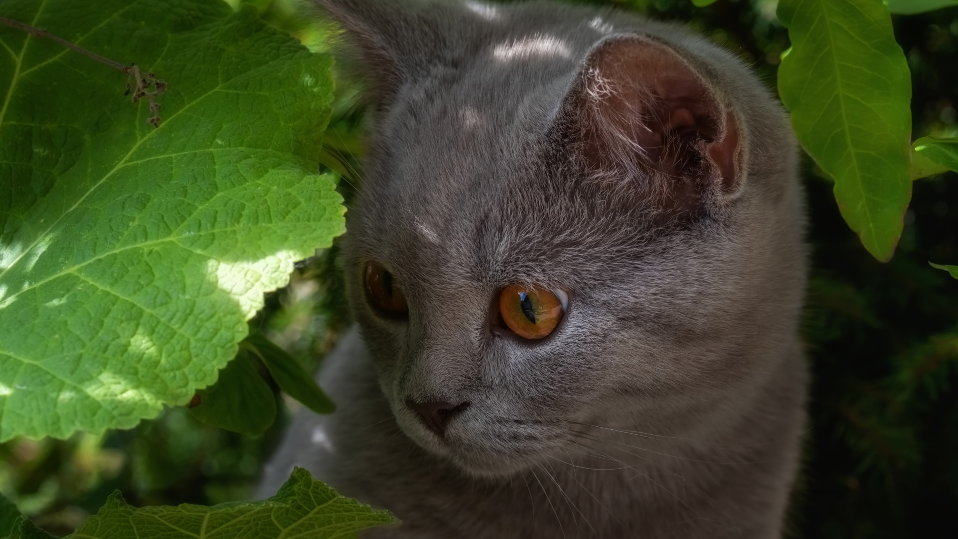 Маленький британский котенок в зеленых листьях