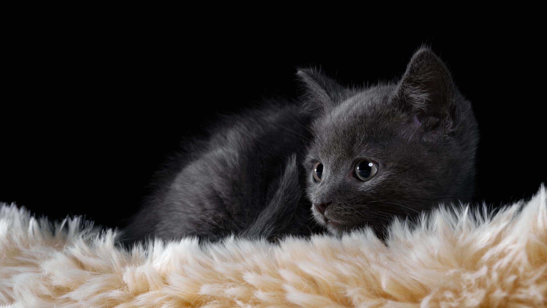 Маленький британский котенок лежит на меховой подстилке 