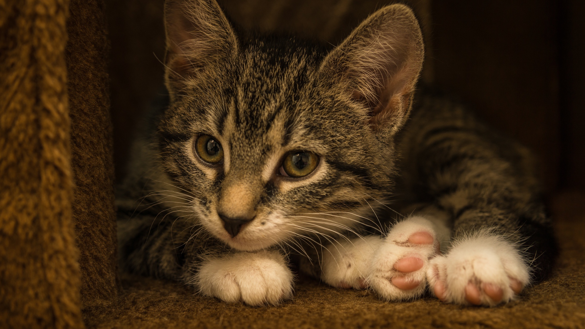 Маленький забавный серый котенок  в домике