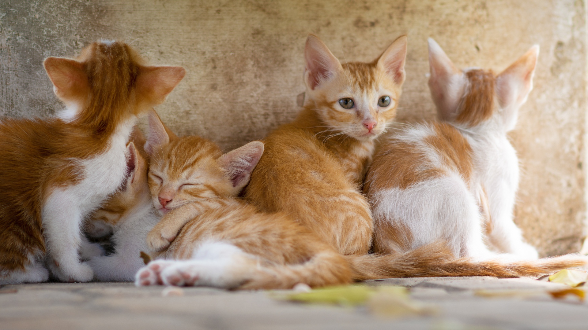 Маленькие рыжие котята у стены