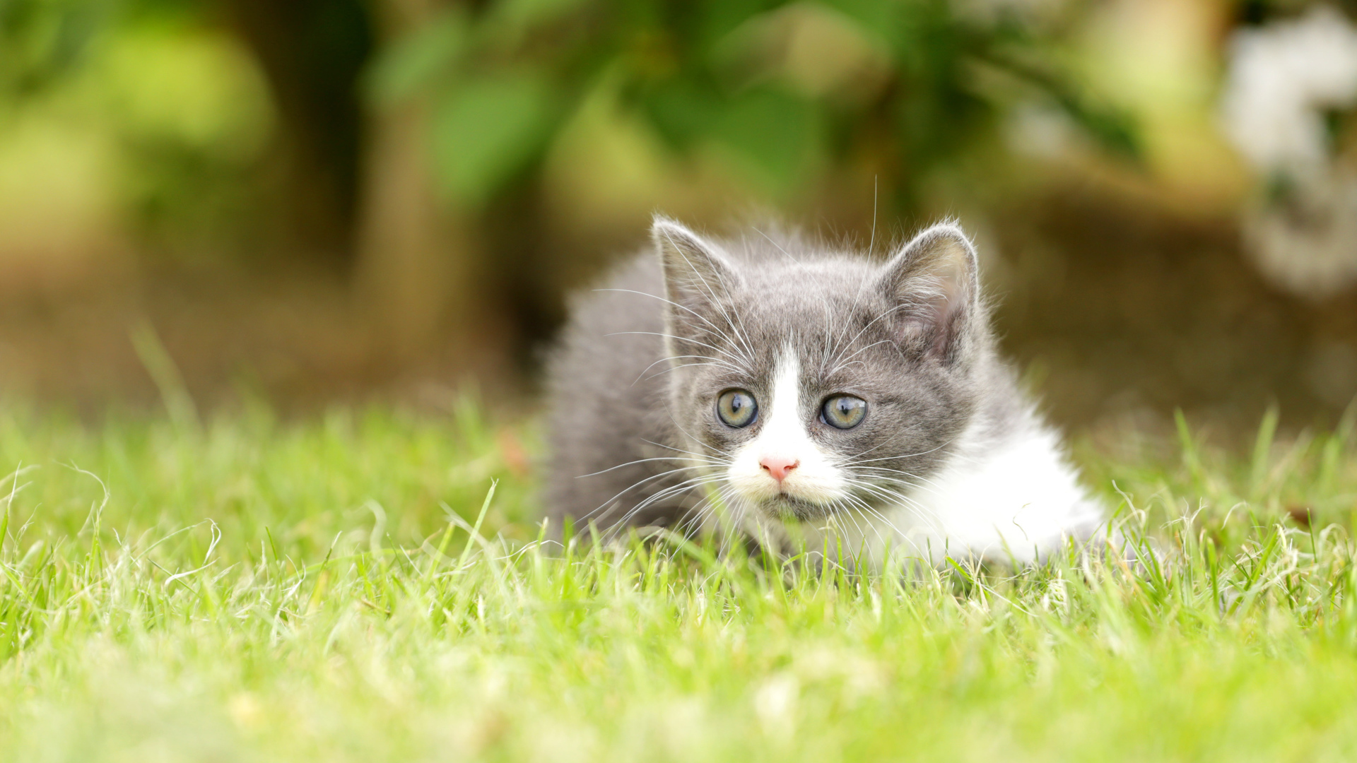 Little kitten lies on green grass.
