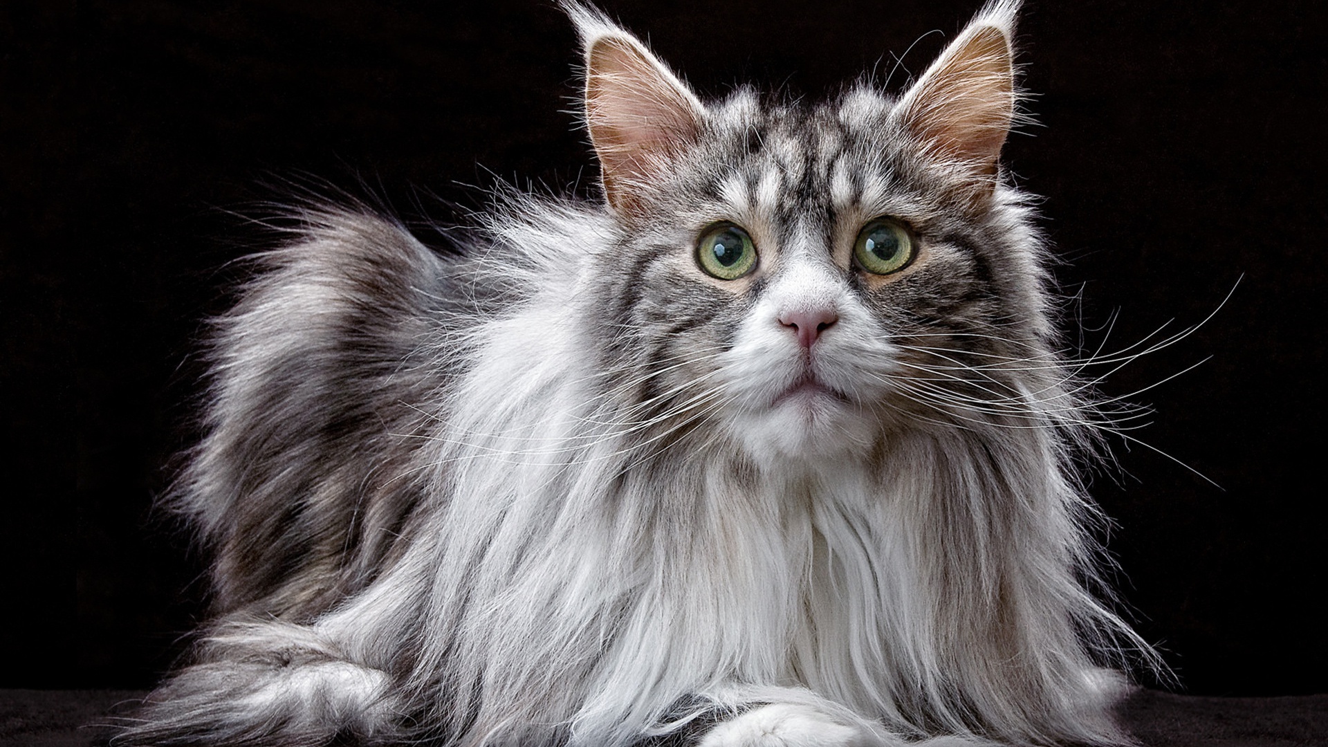 Большой кот породы мейн кун  на черном фоне