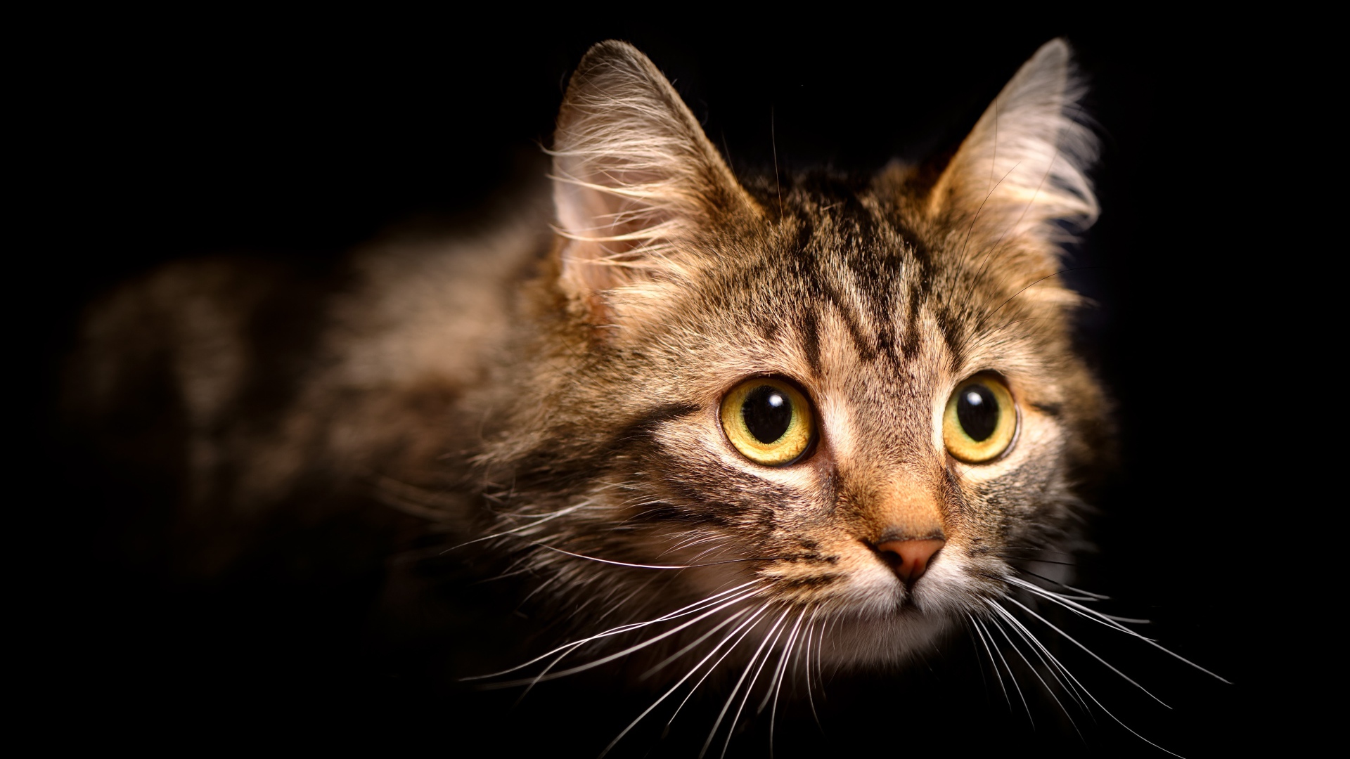 Морда пушистой серой кошки на черном фоне